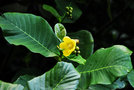 vignette Dilleniaceae - Dillenia suffruticosa