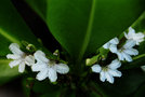 vignette Goodeniaceae - Manioc marron - Scaevola plumieri