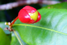 vignette Ochnaceae  - Ochna thomasiana (ou Kirkii) - Mickey mouse plant