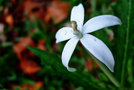 vignette Campanulaceae - Zeb pwazon - Hippobroma longiflora