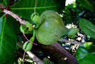 vignette Lecythidaceae - Bonnet d'vque (fruit) - Barringtonia asiatica