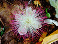vignette Lecythidaceae - Bonnet d'vque - Barringtonia asiatica