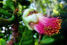 vignette Lecythidaceae - Bonnet d'vque - Barringtonia asiatica
