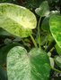 vignette Philodendron giganteum'variegata'.