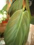 vignette Philodendron gigas