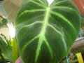 vignette Philodendron gloriosum sp.'choco'