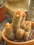 vignette cactus en fleurs