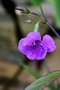 vignette Ruellia Martinique