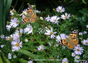 vignette Papillons ( Belle-Dame )sur fleurs d'Aster