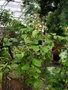 vignette Fuchsia cyrtandroidea