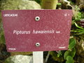 vignette Pipturus hawaiensis