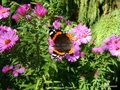 vignette Papillon, Vulcain, sur fleurs d'Aster