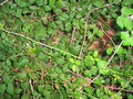 vignette Rubus fruticosus (ronce commune)