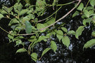 vignette Cinnamomum micranthum