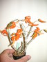 vignette Dendrobium dickasonii