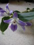 vignette Dendrobium victoria-reginae