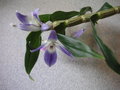 vignette Dendrobium victoria-reginae