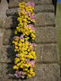 vignette Chrysanthme cascade en sac