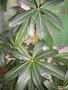 vignette Badula balfouriana - Bois papaye ou Bois de papaye