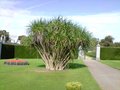 vignette Cordyline x scillionensis Tresco hybrid