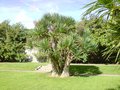 vignette Cordyline scillionosis 'Tresco hybrid'