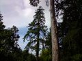 vignette Sequoia sempervirens