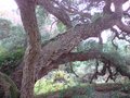 vignette Quercus ruber