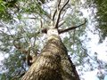 vignette Eucalyptus muelleriana