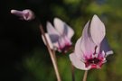 vignette Cyclamen hederifolium