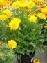 vignette Coreopsis lanceolata