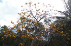 vignette Cochlospermum vitifolium 'plenum'