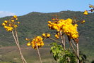 vignette Cochlospermum vitifolium 'plenum'