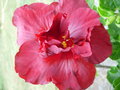 vignette Hibiscus rouge fonc semi-double