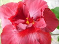 vignette Hibiscus rouge fonc semi-double