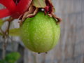 vignette Fruit passiflore coccinea x edulis
