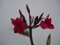 vignette Plumeria rouge
