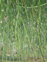 vignette Equisetum camtschatcensis