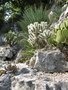vignette Cylindropuntia rosea et Yucca schotti