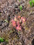 vignette Drosera rotundifolia - Rossolis  feuilles rondes