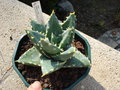 vignette Aloe Distans