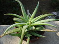 vignette Aloe Dumetorum