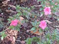 vignette Azalea japonica fleurs doubles roses au 27 09 09