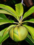 vignette Dilleniaceae - Dillenia Indica