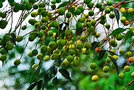 vignette Meliaceae - Arbre  chapelets - Melia azerdarach