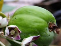 vignette Asclepiadaceae - Pommier de Sodomme - Calotropis Procera