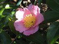 vignette Camelia sasanqua plantation pink premire fleur au 28 09 09