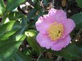 vignette Camelia sasanqua plantation pink premire fleur bis au 28 09 09