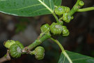 vignette Ficus septica