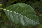 vignette Ficus septica