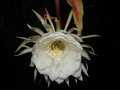 vignette Epiphyllum oxypetalum